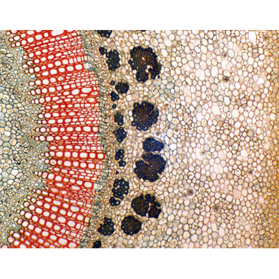 Caule de Nerium indicum (adelfa), s.t.
