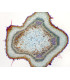 Caule jovem de Gossypium, s.t.