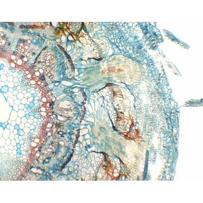 Raíz parasitaria de Cuscuta chinensis, s.t.
