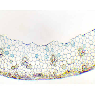Raíz de Triticum aestivum (trigo), s.t.