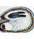 Embrião medio de Capsella, sec.