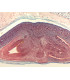 Semente de Triticum aestivum (trigo), l.s.