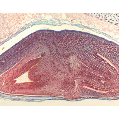 Semilla de Triticum aestivum (trigo), l.s.