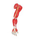 BRAZO MUSCULADO