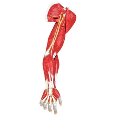 BRAZO MUSCULADO