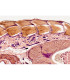 Piel reptil CT