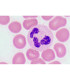 Sangue de mamífero