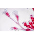 Obelia (colonia hidroide)