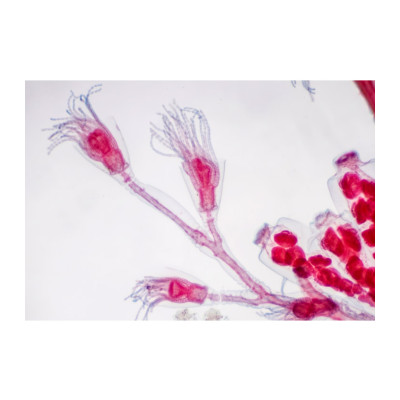 Obelia (colonia hidroide)