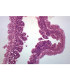 Hidroide (Sertularia)