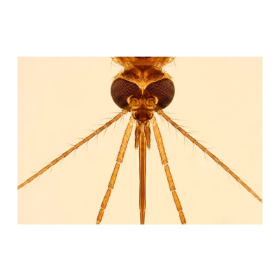 Apar. bucal mosquito fêmea, e.i.