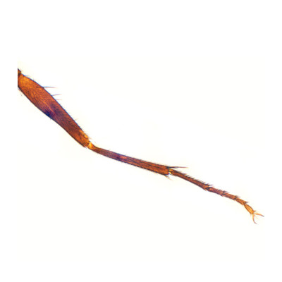 Pata de mosca