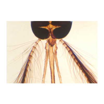 Cabeça de mosquito macho (aparelho picador chupador)