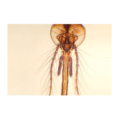 Cabeça de mosquito fêmea (aparelho picador chupador)