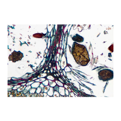 Fucus  (aparato reproductor)