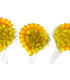 Esporângios e esporos de feto (polypodium)