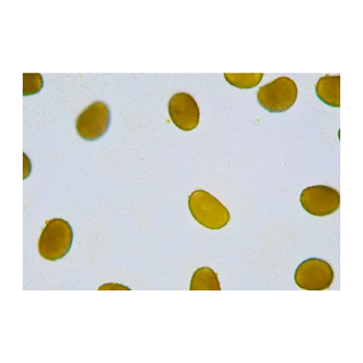 Polen de Abeto (sem globos aéreos)