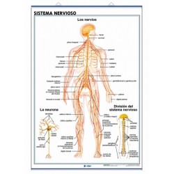 LAMINA SISTEMA NERVIOSO/EL ENCEFALO