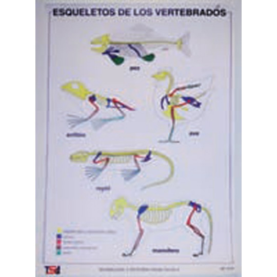 LÁMINA ESQUELETO DE LOS VERTEBRADOS LÁMINA ESQUELETO DE LOS VERTEBRADOS