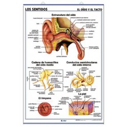 LÁMINA LOS SENTIDOS: EL OÍDO Y EL TACTO/EL GUSTO Y EL OLFATO