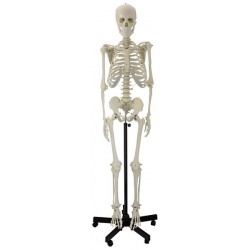 ESQUELETO HUMANO