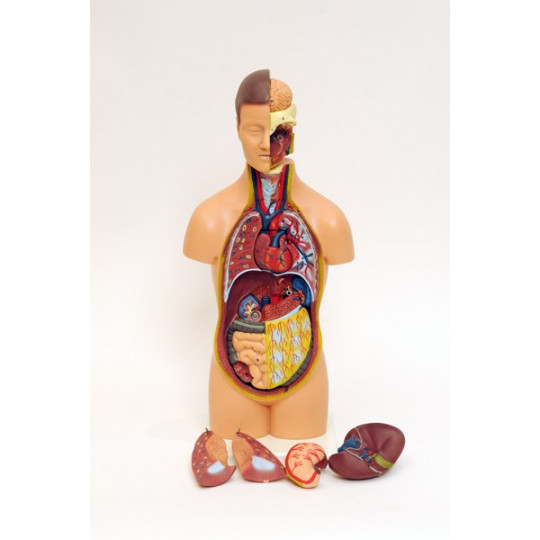 TORSO MINI TORSO MINI