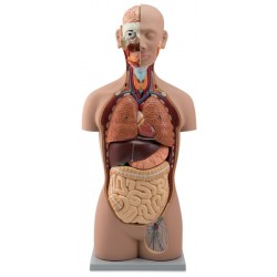 Modelos torso humano - comprar online