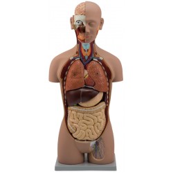 TORSO ASEXUADO 18 PARTES