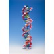 Modelo de ADN . AMDNA-060-22