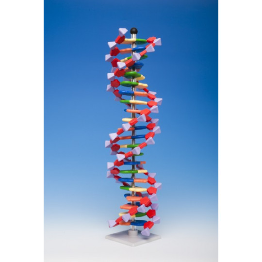 Modelo de ADN . AMDNA-060-22