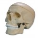 CRÁNEO HUMANO