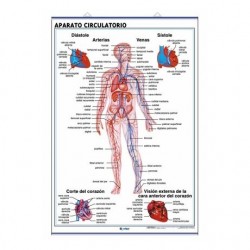 LÁMINA APARATO CIRCULATORIO/APARATO RESPIRATORIO