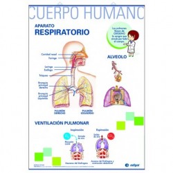 LÁMINA APARATO RESPIRATORIO/APARATO CIRCULATORIO PRIMARIA