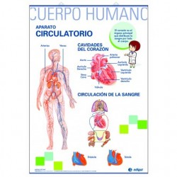 LÁMINA APARATO RESPIRATORIO/APARATO CIRCULATORIO PRIMARIA