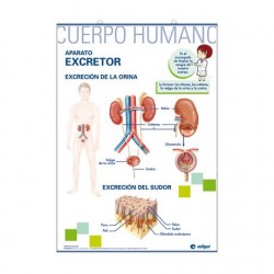 LÁMINA APARATO EXCRETOR/APARATO DIGESTIVO PRIMARIA
