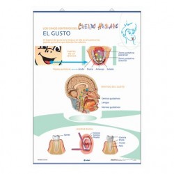 LÁMINA EL GUSTO / EL OLFATO Y EL TACTO PRIMARIA 