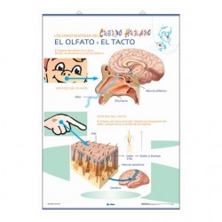 LÁMINA EL GUSTO / EL OLFATO Y EL TACTO PRIMARIA 
