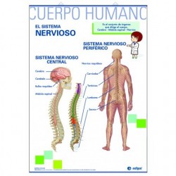 LÁMINA LA MUSCULATURA / EL SISTEMA NERVIOSO PRIMARIA 
