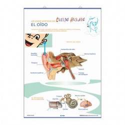 LÁMINA LA VISTA / EL OÍDO PRIMARIA 