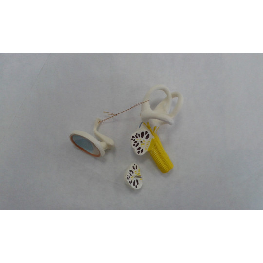 ANATOMÍA DEL OÍDO HUMANO. 4 PARTES.