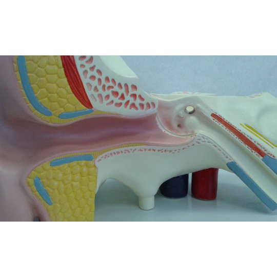 ANATOMÍA DEL OÍDO HUMANO. 4 PARTES.