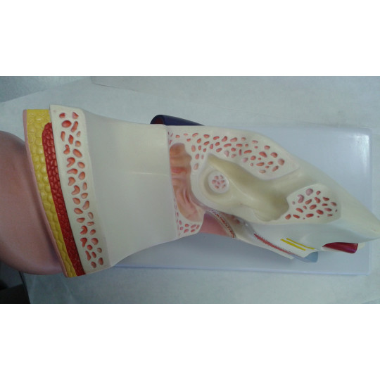 ANATOMÍA DEL OÍDO HUMANO. 4 PARTES.