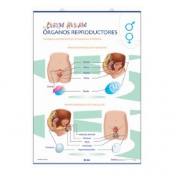 LÁMINA ÓRGANOS REPRODUCTORES/ FECUNDACIÓN Y GESTACIÓN PRIMARIA 