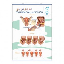 LÁMINA ÓRGANOS REPRODUCTORES/ FECUNDACIÓN Y GESTACIÓN PRIMARIA 