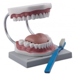 MODELO DE HIGIENE DENTAL