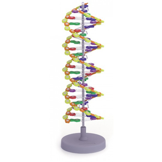 MODELO DE DOBLE HÉLICE DE ADN, comprar online