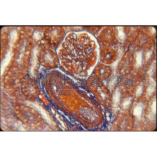 COLEÇÃO DE 12 PREPARAÇÕES DE HISTOLOGIA ANIMAL II