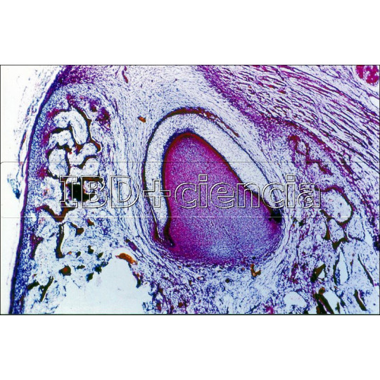 COLEÇÃO DE 12 PREPARAÇÕES DE HISTOLOGIA ANIMAL II