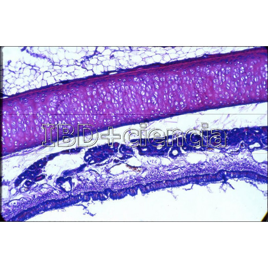 COLECCIÓN DE 12 PREPARACIONES DE HISTOLOGÍA ANIMAL I COLECCIÓN DE 12 PREPARACIONES DE HISTOLOGÍA ANIMAL I
