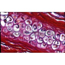 COLECCIÓN DE 12 PREPARACIONES DE HISTOLOGÍA ANIMAL I